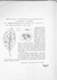 Didymella pomorum image